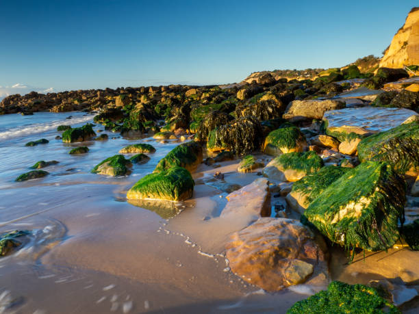 spiaggia luminosa a pett level - scenics coastline uk moss foto e immagini stock