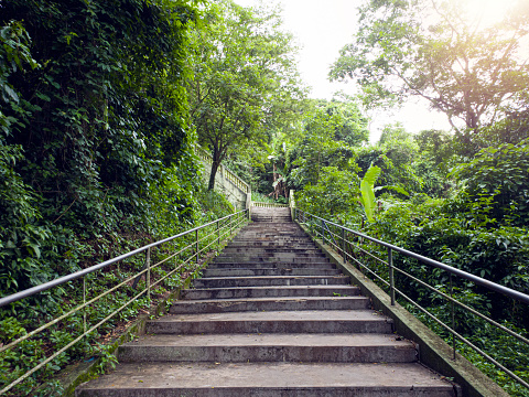 Photo of staircase throught the trees