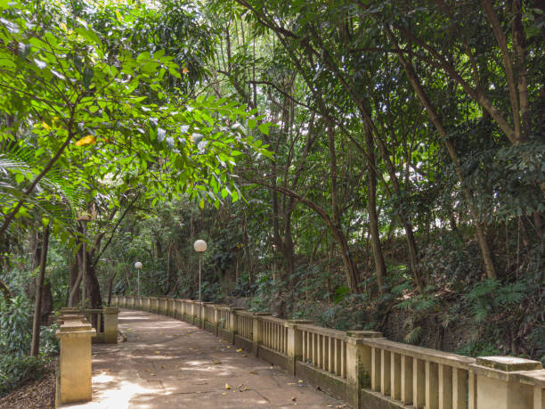 istock Walkway throught the trees. Piracicaba city. 1295841515
