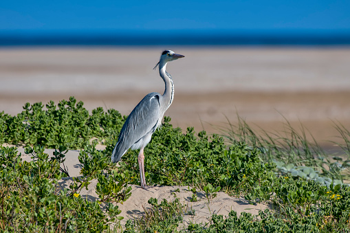 Black headed heron photographed in South Africa. Picture made in 2019.