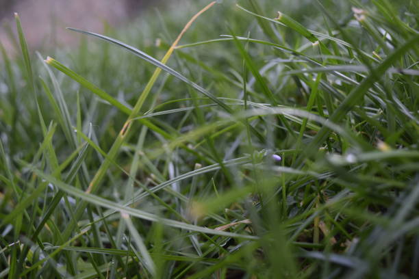 istock Grass in the nature 1295841916