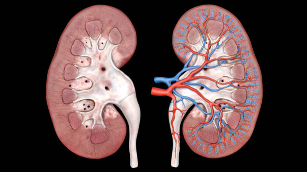Human kidney cross section, Urinary System, Anatomy, 3D Human kidney cross section, Urinary System, Anatomy, 3D nephropathy photos stock pictures, royalty-free photos & images