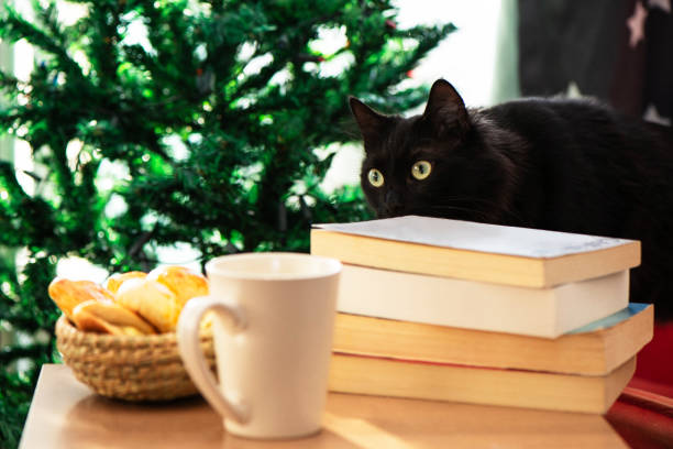 todo lo que necesita es libro y café y un gato, por supuesto - caffeine full frame studio shot horizontal fotografías e imágenes de stock