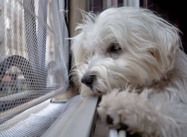 istock Sad maltese puppy 1295843281