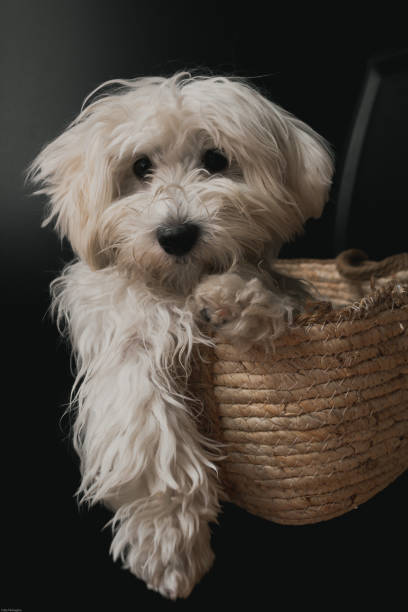 istock a white puppy in a basket 1295843287