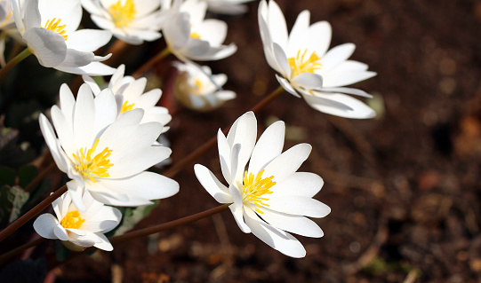 Bloodroot (Sanguinaria canadensis, Blutwurz) blooming in early spring. This plant is named for the reddish liquid contained in its roots.
