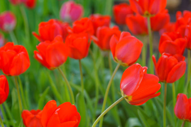 istock Group of colorful tulip. colorful background 1295844295