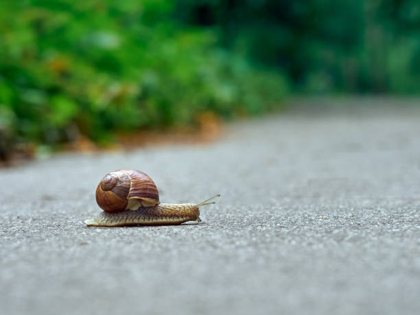 istock Snail on the asphalt 1295844393