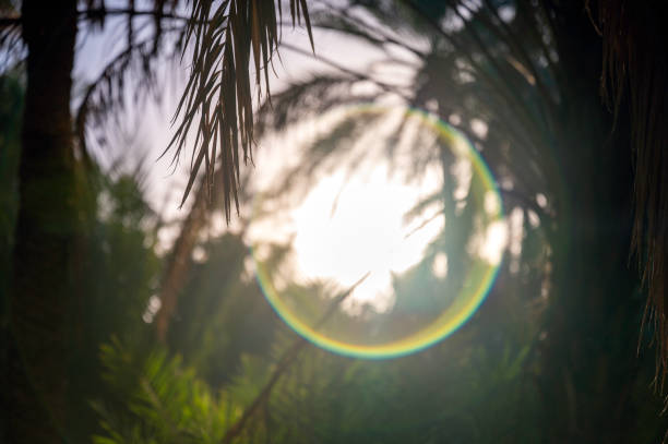 Sun shining through the palm tree leaves with a lens flare inscribing a circle stock photo