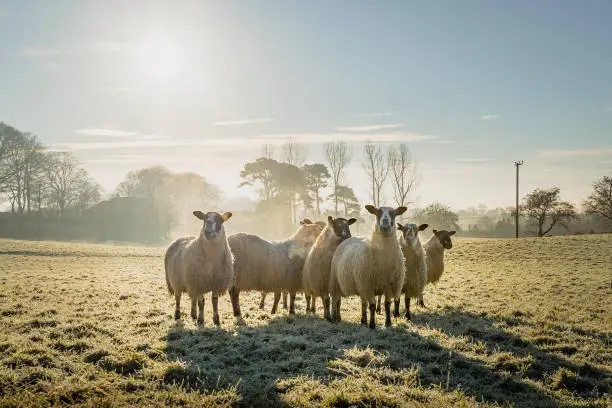 Photo of Group of sheep standing in a field on cold winter sunny day