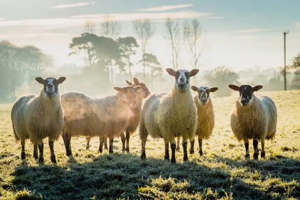 A group of sheep in close up, standing in a grassy field on cold winter day, looking at camera with breath visible in the cold air