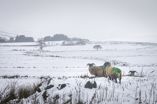 A pair of sheep standing in a snow covered field on a cold winter day, looking at camera, in the hills of County Antrim, Northern Ireland, and cloudy winter sky