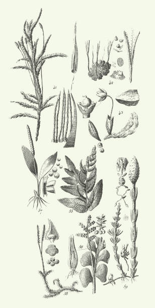 istock Engraved Antique, Representatives of the Algae, Fungi, Bryophyta, Polypodiophyta and other Nonflowering plants Engraving Antique Illustration, Published 1851 1295846187