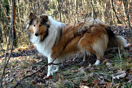Young rough collie in autumn forest, standing and looking at camera