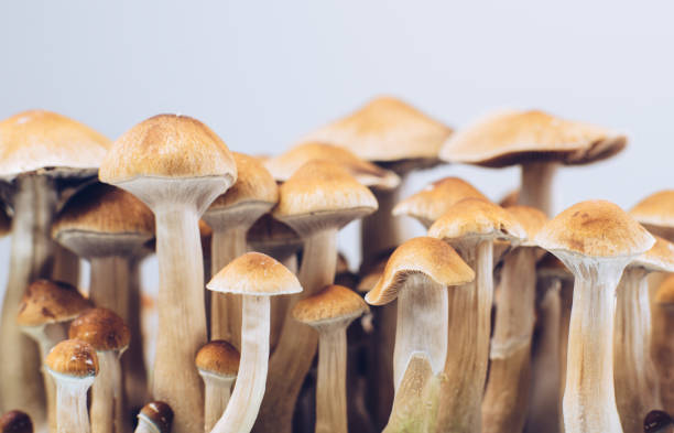 psychedelic mushrooms - magic mushroom imagens e fotografias de stock