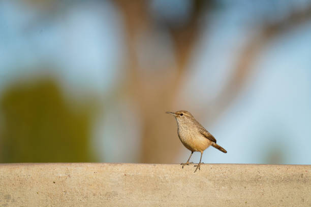 Rock Wren posing in the sunshine