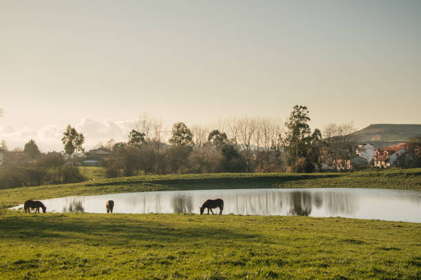 Horses by a water pond