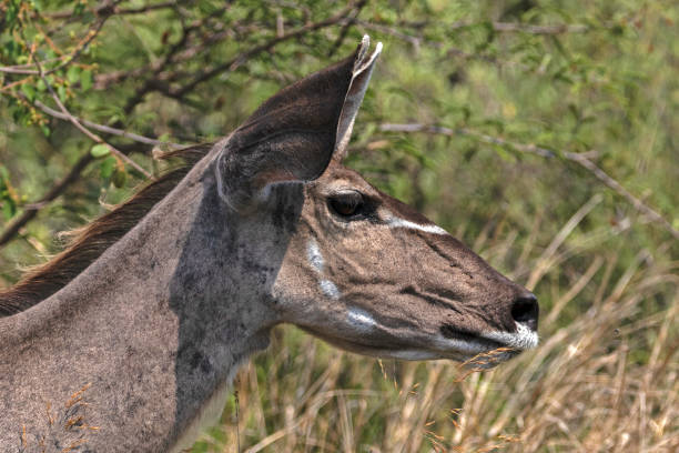 istock Female Kudu 1295850296