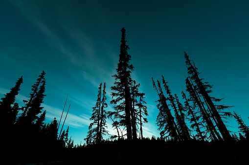 Silhouetted trees against the night sky at Mount Washington.