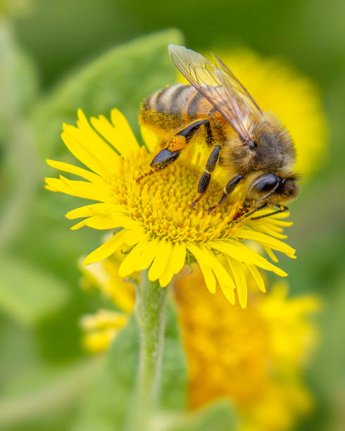 istock Bee with Pollen Sac on yellow flower 1295852376