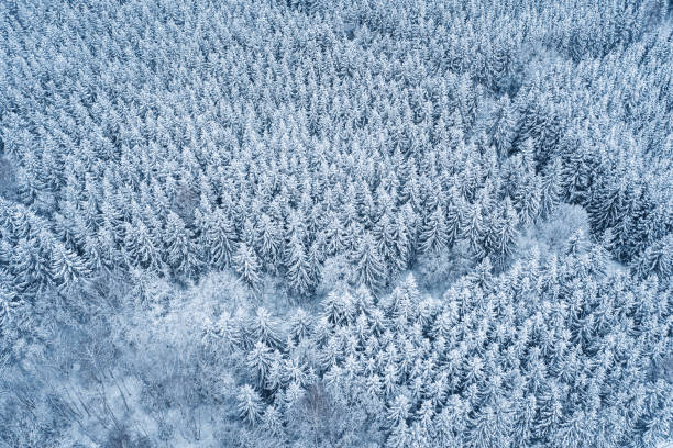 istock Aerial view of snow covered forest 1295853255