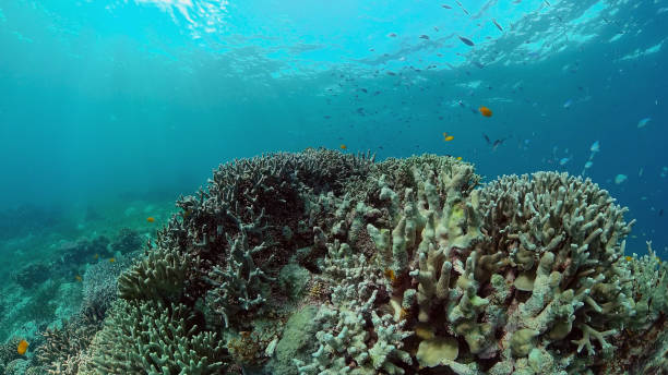 istock Coral reef and tropical fish. Philippines 1295853439