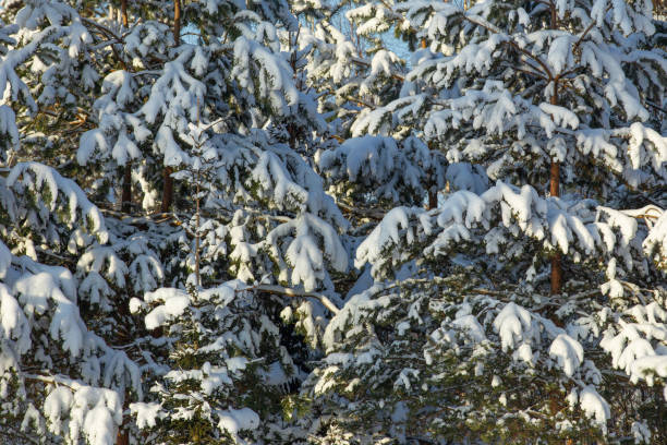 istock tree branches on a sunny winter day, covered with a thick layer of snow 1295853710