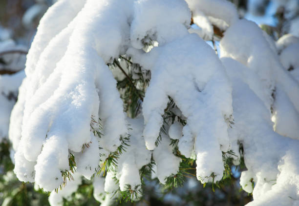 istock tree branches on a sunny winter day, covered with a thick layer of snow 1295853720