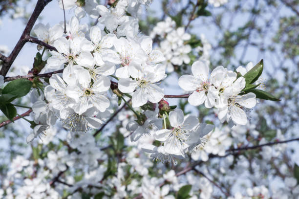 istock Branches of blossoming apricot macro 1295854495