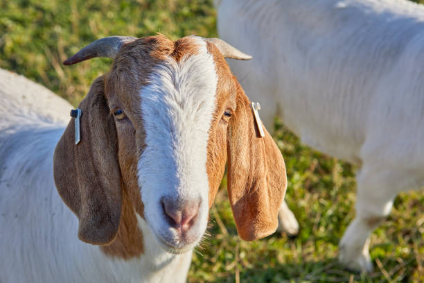 istock Anglo Nubian Goat 1295854604