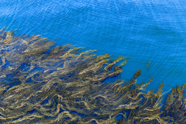Blooming kelp from Landing Cove, Anacapa island, California in Channel Islands National Park.