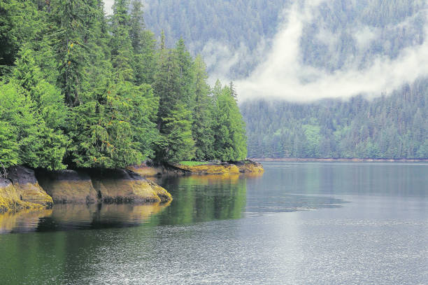 istock Spring forest by the ocean coast. British Columbia. 1295856217