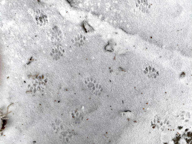 istock Cat tracks on the first snow. Snow grains on the ground 1295856972
