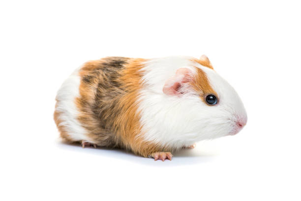istock Guinea pig isolated on a white background. Domestic guinea pig. 1295857166