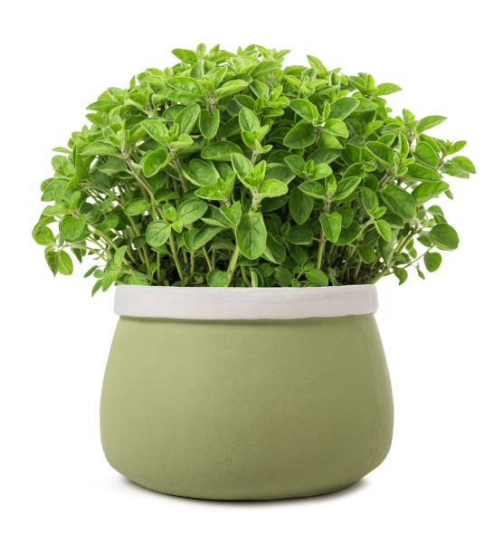 istock Oregano plants in vase 1295857979