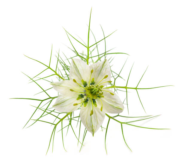 Love in a mist flower isolated on white