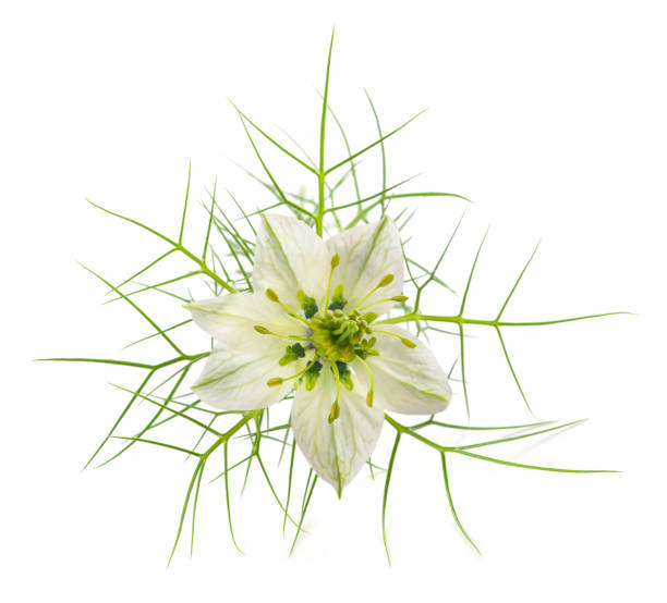 Love in a mist flower Love in a mist flower isolated on white caraway stock pictures, royalty-free photos & images