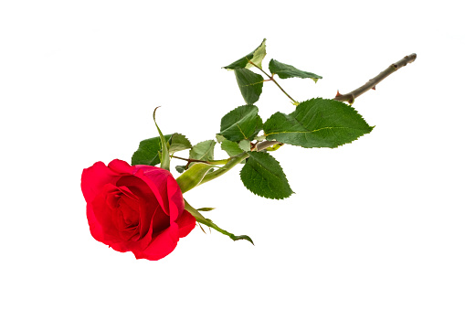 A single red rose - white background