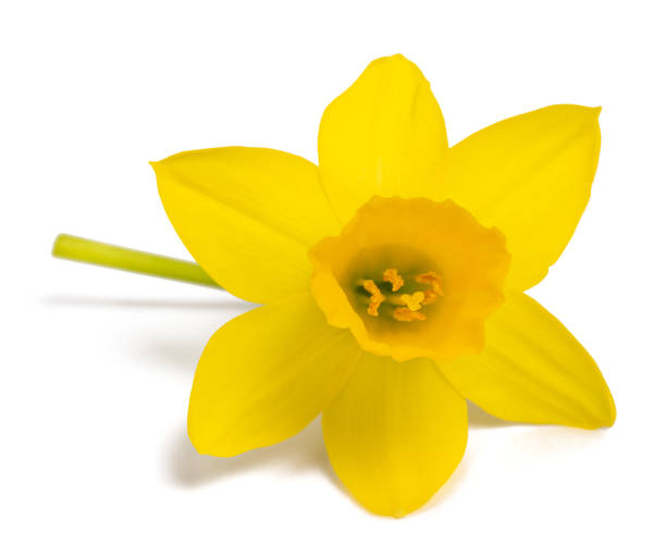 istock Yellow Daffodil flower 1295858168