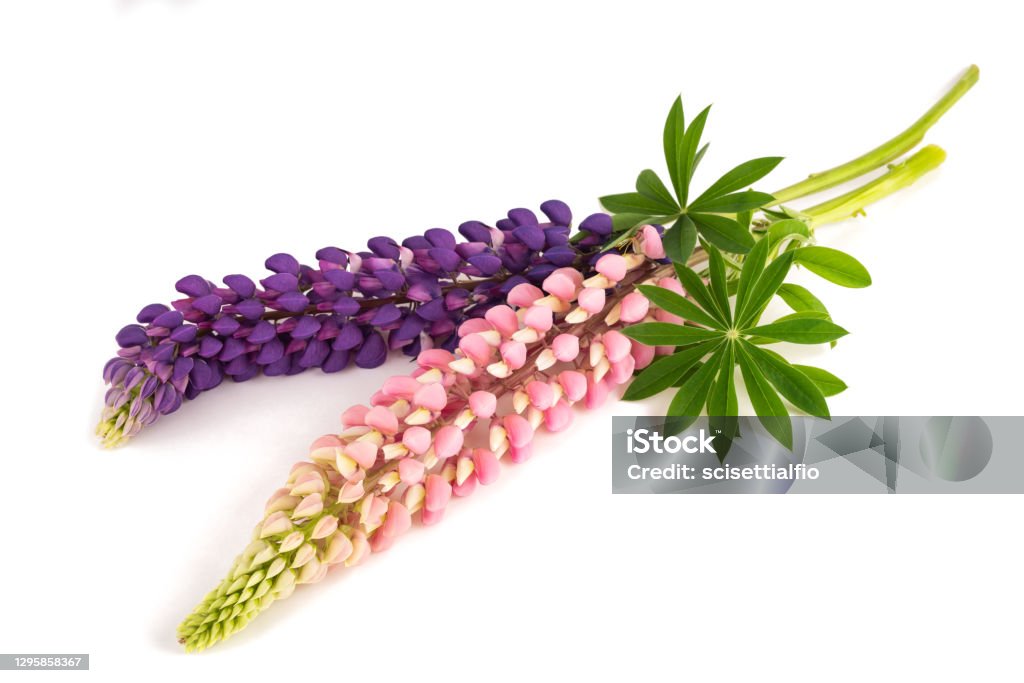 Lupin flowers Lupin flowers  with leaves isolated on white background Lupine - Flower Stock Photo