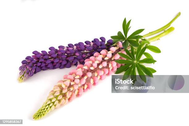 Lupin Flowers Stock Photo - Download Image Now - Lupine - Flower, White Background, Plant