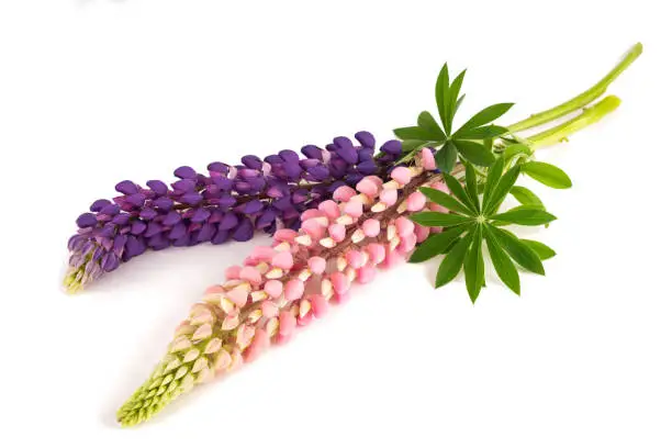 Lupin flowers  with leaves isolated on white background