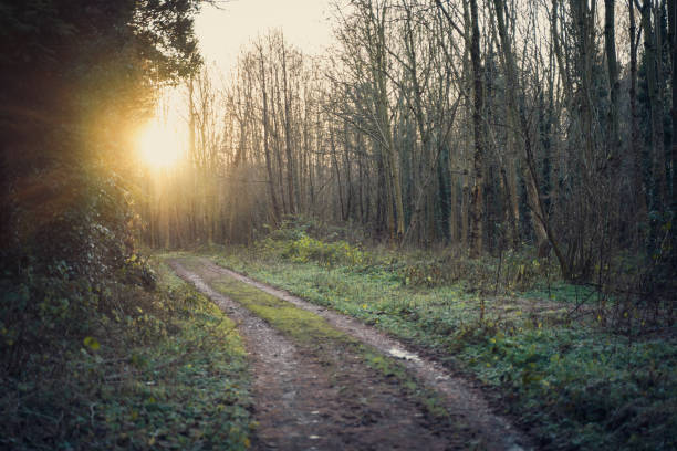 istock Idyllic forest walking path, at sunset with hazy sunshine 1295858469