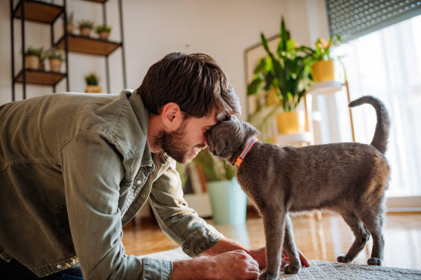 superação de problemas de saúde mental com animais de estimação - gato doméstico - fotografias e filmes do acervo