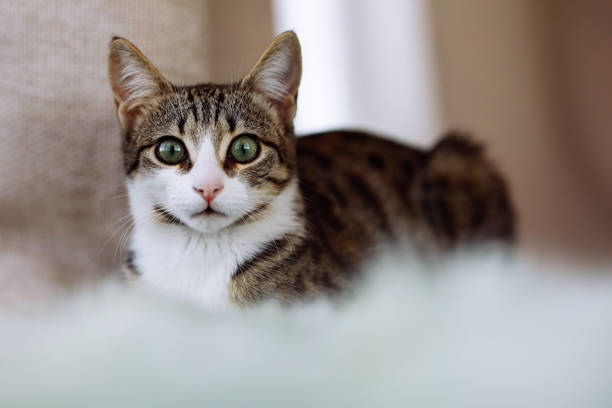 istock Cat with green eyes looks at camera 1295859500