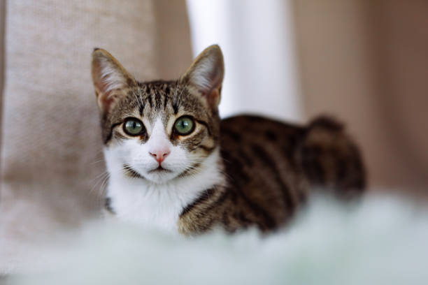 Cat looking at camera
