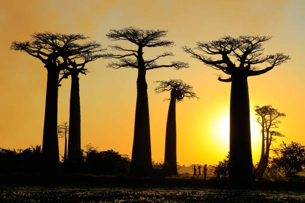 istock Avenue of the Baobabs 1295859536