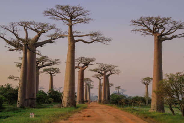 istock Avenue of the Baobabs 1295859538