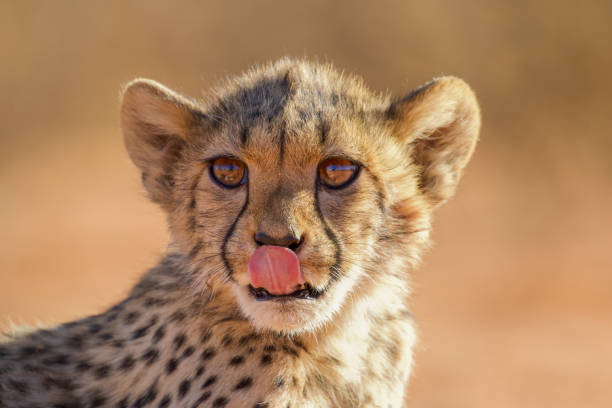 Close-up of wild cheetah (Acinonyx jubatus) taken from inside of safari vehicle, when cheetah was on top of vehicle.  Background is a blue cloudless sky.Taken on the Masai Mara, Kenya, Africa