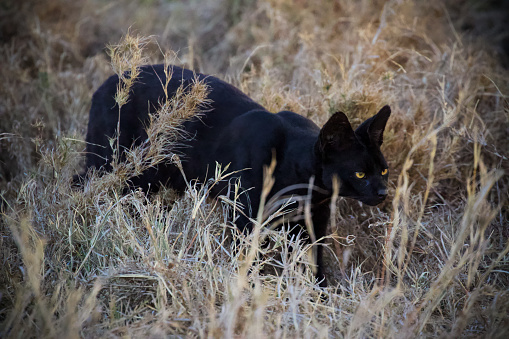 Lucky encounter with a melanistic specimen of one of Africa's smaller cats - the serval. This one roams the grassland around Namiri Plains, in the Serengeti, Tanzania.